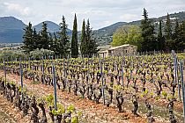 Weinberge im Languedoc bei Gens et Pierres