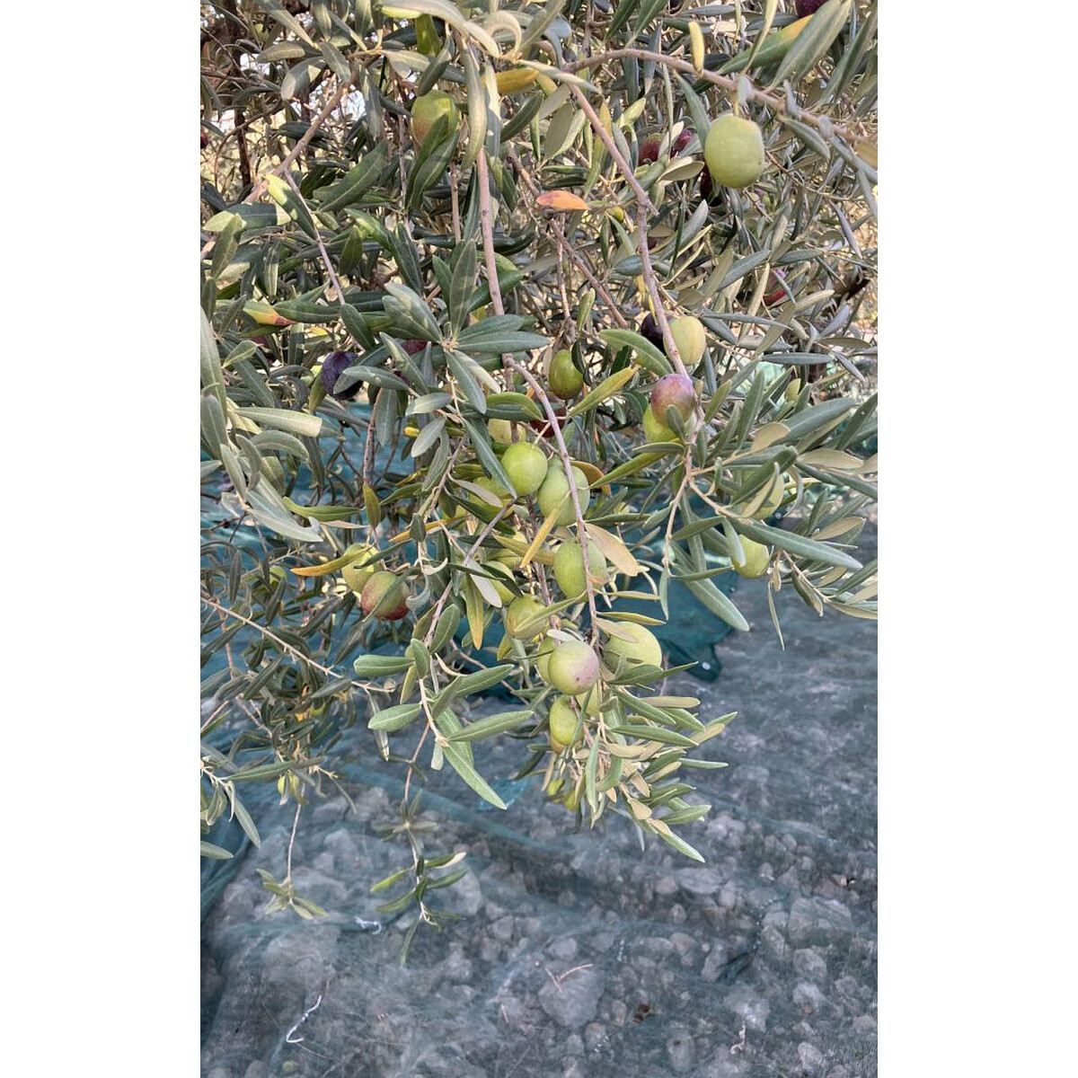 Verkostung "Premium-Olivenölseminar" 24.02.2026 Preis p.P.