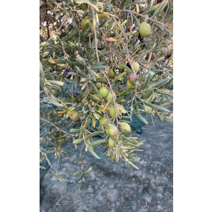 Verkostung "Premium-Olivenölseminar"...