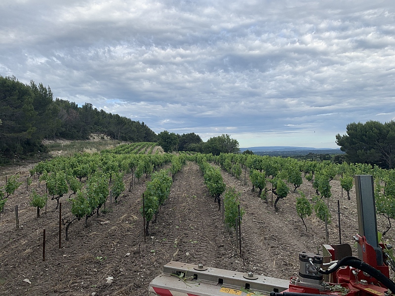 Weinberge nahe Vaqueras südliche Rhone von Le Colombier Weinberge nahe Vaqueras südliche Rhone von Le Colombier