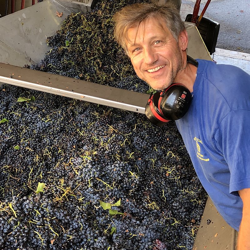Jean-Louis Mourre bei der Traubenlese Jean-Louis Mourre bei der Traubenlese
