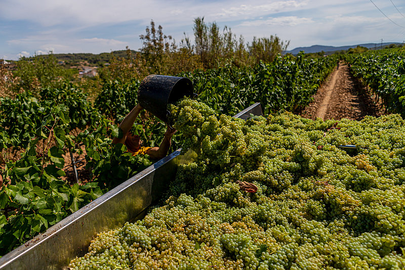 Weinlese im Penedes bei Covides Trauben für Cava Sektherstellung