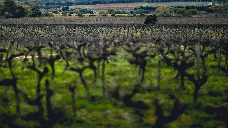 Reben an der Costieres de Nimes von Auzan Reben an der Costieres de Nimes von Auzan