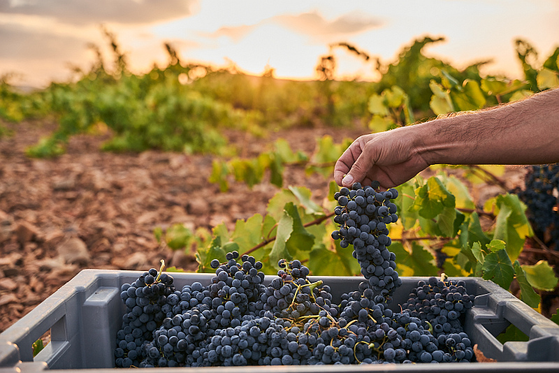Bio Grenache Trauben bei Del Alamo Family Vineyards in La Mancha