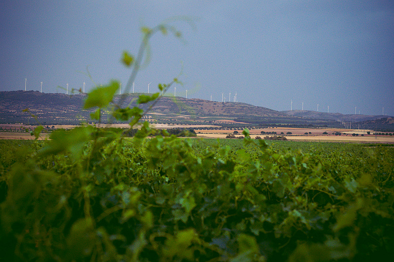 Die Weinberge von Del Alamo Family Vineyards in La Mancha vor den Montes de Toledo