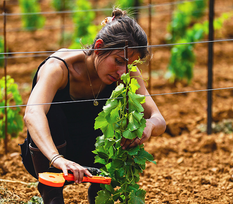 Weinbergsarbeit Costieres de Nimes Chateau l'ermitage d'Auzan