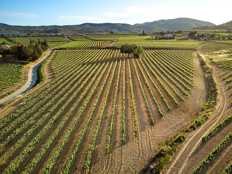 Weinberge im Penedes nahe Barcelona von Covides